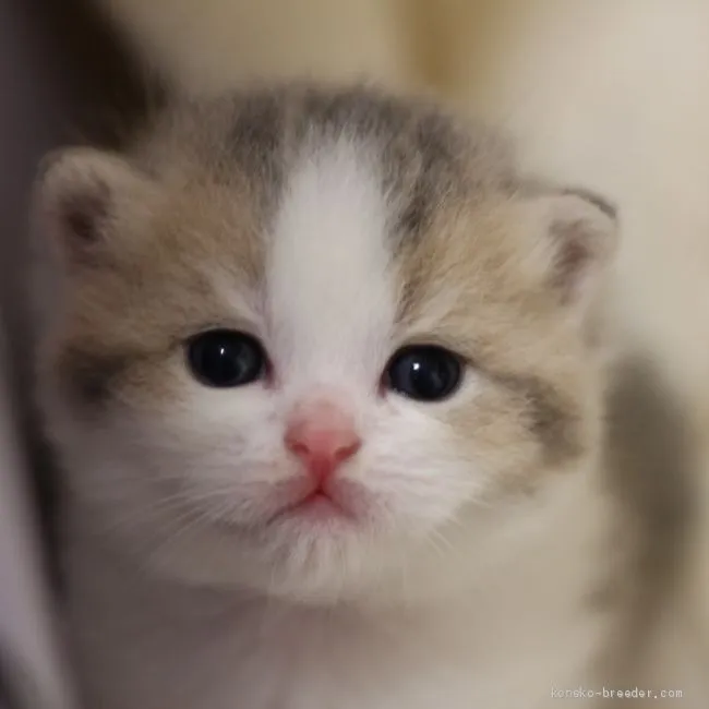 ID:1910-01462の子猫