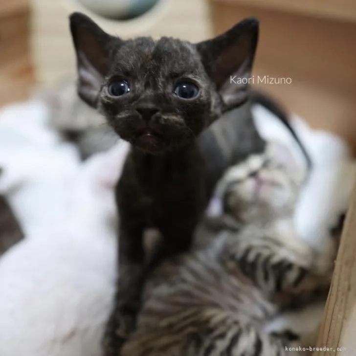 ID:2212-00768の子猫
