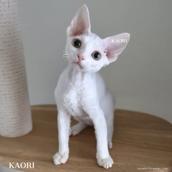 ID：2310-02223の子猫