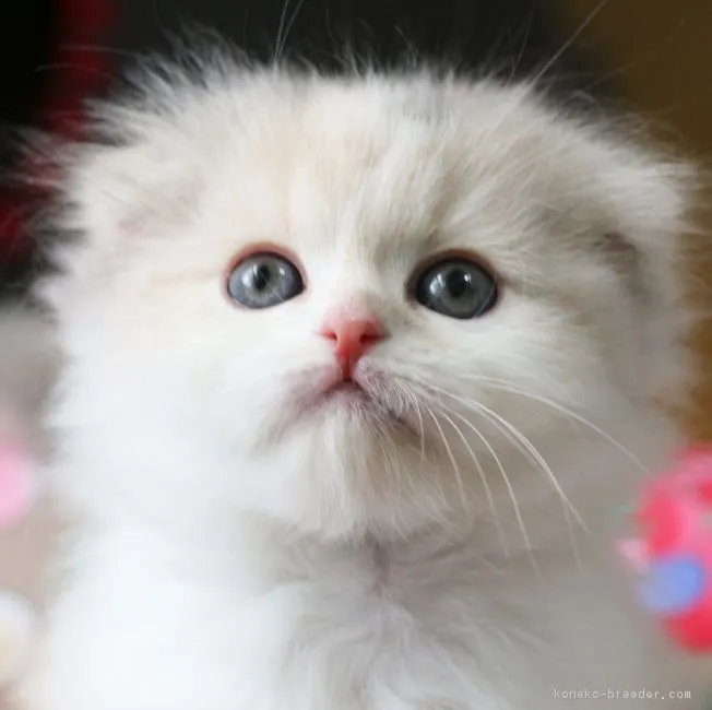 ID:1903-00741の子猫