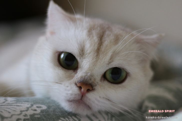 お母さん | りっちゃんちゃん | スコティッシュフォールド | 水野