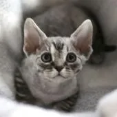 デボンレックス【愛知県・男の子・2021年11月19日・ブラックマッカレルタビー】の写真2「1月6日撮影。」