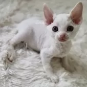 デボンレックス【愛知県・女の子・2025年9月5日・ホワイト】の写真15