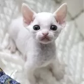 デボンレックス【愛知県・女の子・2025年9月5日・ホワイト】の写真6