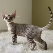 デボンレックス【愛知県・女の子・2025年9月5日・シルバーマッカレルタビー】の写真14