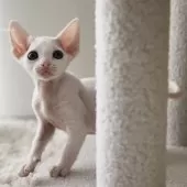 デボンレックス【愛知県・男の子・2025年9月5日・ホワイト】の写真7「頭頂部や腹部は猫種の特徴として被毛が短く薄い部分ですが、ゆっくりきちんと生えてくる血統です。」