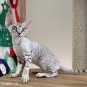 デボンレックス【愛知県・女の子・2025年9月5日・シルバーマッカレルタビー】の写真13