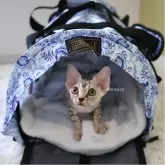 デボンレックス【愛知県・女の子・2025年9月5日・シルバーマッカレルタビー】の写真4