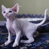 デボンレックス【愛知県・男の子・2025年9月5日・ホワイト】の写真3「アメリカの有名な老舗デボンレックスキャッテリーのブリーダーさんからも沢山褒めて頂いた子猫達です。」