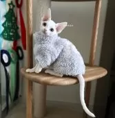 デボンレックス【愛知県・女の子・2025年9月5日・ホワイト】の写真3