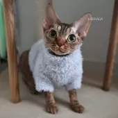 デボンレックス【愛知県・女の子・2024年5月8日・チョコレートシルバーマッカレルタビー】の写真5