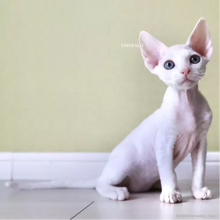 デボンレックス【愛知県・男の子・2025年9月5日・ホワイト】の写真1「遺伝的に100%巻き毛の血統です。成長に伴い生え揃います。」