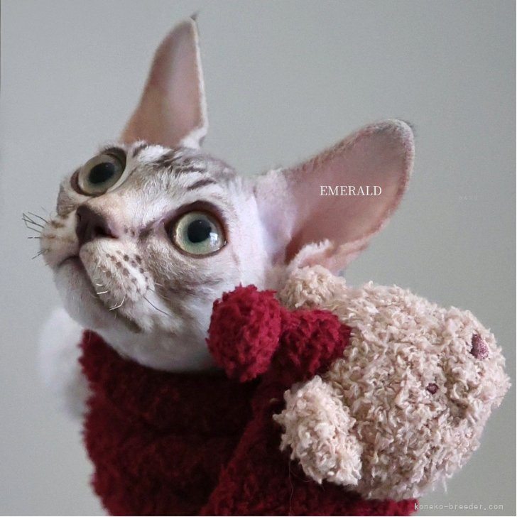 ブリーダー画像