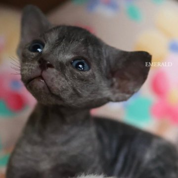デボンレックス【愛知県・女の子・2025年9月5日・ブラック（巻き毛）】の写真「初公開！大きなお耳とお目めの可愛い子」