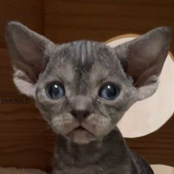 デボンレックス【愛知県・女の子・2025年9月5日・ブラック（巻き毛）】の写真「大きなお耳とお目めの可愛い子」