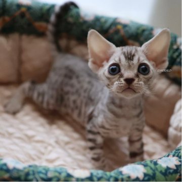 デボンレックス【愛知県・女の子・2025年9月5日・シルバーマッカレルタビー(巻き毛)】の写真「10/24写真更新🐾」