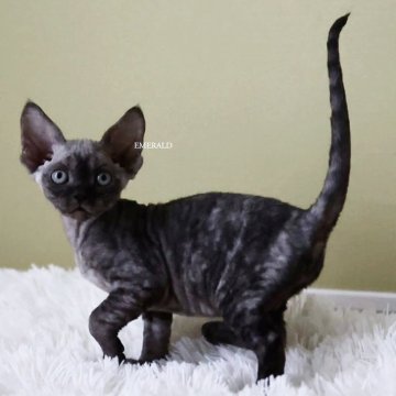 デボンレックス【愛知県・女の子・2025年9月5日・ブラックスモーク(巻き毛)】の写真「珍しい毛色の女の子。動画更新!」