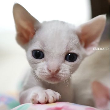 デボンレックス【愛知県・男の子・2025年9月5日・ホワイト（巻き毛）】の写真「9/29初公開！」