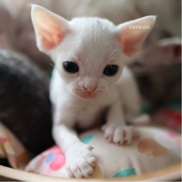 デボンレックス【愛知県・女の子・2025年9月5日・ホワイト（巻き毛）】の写真「ホワイト、ブラック、シルバーの4頭誕生しました。」
