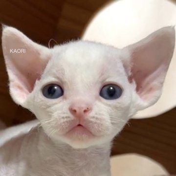 デボンレックス【愛知県・女の子・2025年9月5日・ホワイト（巻き毛）】の写真「ホワイト、ブラック、シルバーの4頭誕生しました。」