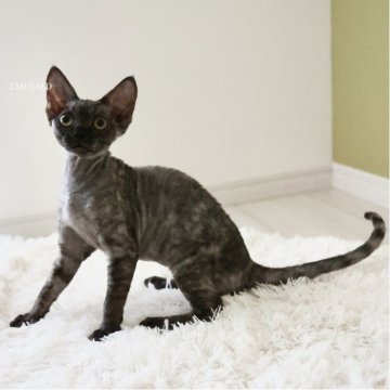 デボンレックス【愛知県・女の子・2025年9月5日・ブラックスモーク（巻き毛）】の写真「珍しい毛色の女の子！1/19動画更新」