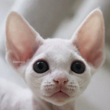 デボンレックス【愛知県・男の子・2025年9月5日・ホワイト（巻き毛）】の写真「ハイクオリティなイケメン君🐾写真更新」