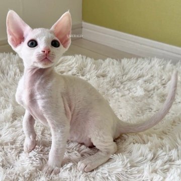 デボンレックス【愛知県・男の子・2025年9月5日・ホワイト(巻き毛)】の写真「ハイクオリティなイケメン君🐾動画更新」