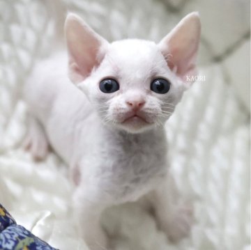 デボンレックス【愛知県・女の子・2025年9月5日・ホワイト(巻き毛)】の写真「性格もお顔もとても可愛い女の子」