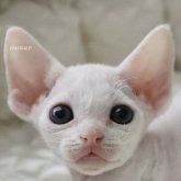 デボンレックス
