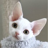 デボンレックス