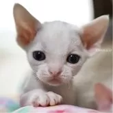 デボンレックス