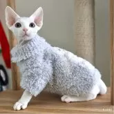 デボンレックス【愛知県・男の子・2025年9月5日・ホワイト】の写真1