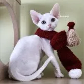 デボンレックス