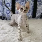 デボンレックス