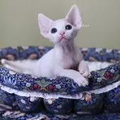 デボンレックス【愛知県・男の子・2025年9月5日・ホワイト】の写真9