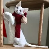 デボンレックス【愛知県・女の子・2025年9月5日・ホワイト】の写真2