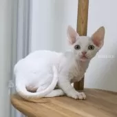 デボンレックス【愛知県・女の子・2025年9月5日・ホワイト】の写真11