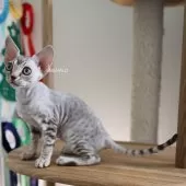 デボンレックス【愛知県・女の子・2025年9月5日・シルバーマッカレルタビー】の写真12