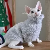 デボンレックス【愛知県・男の子・2025年9月5日・ホワイト】の写真5