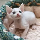 デボンレックス【愛知県・男の子・2025年9月5日・ホワイト】の写真10