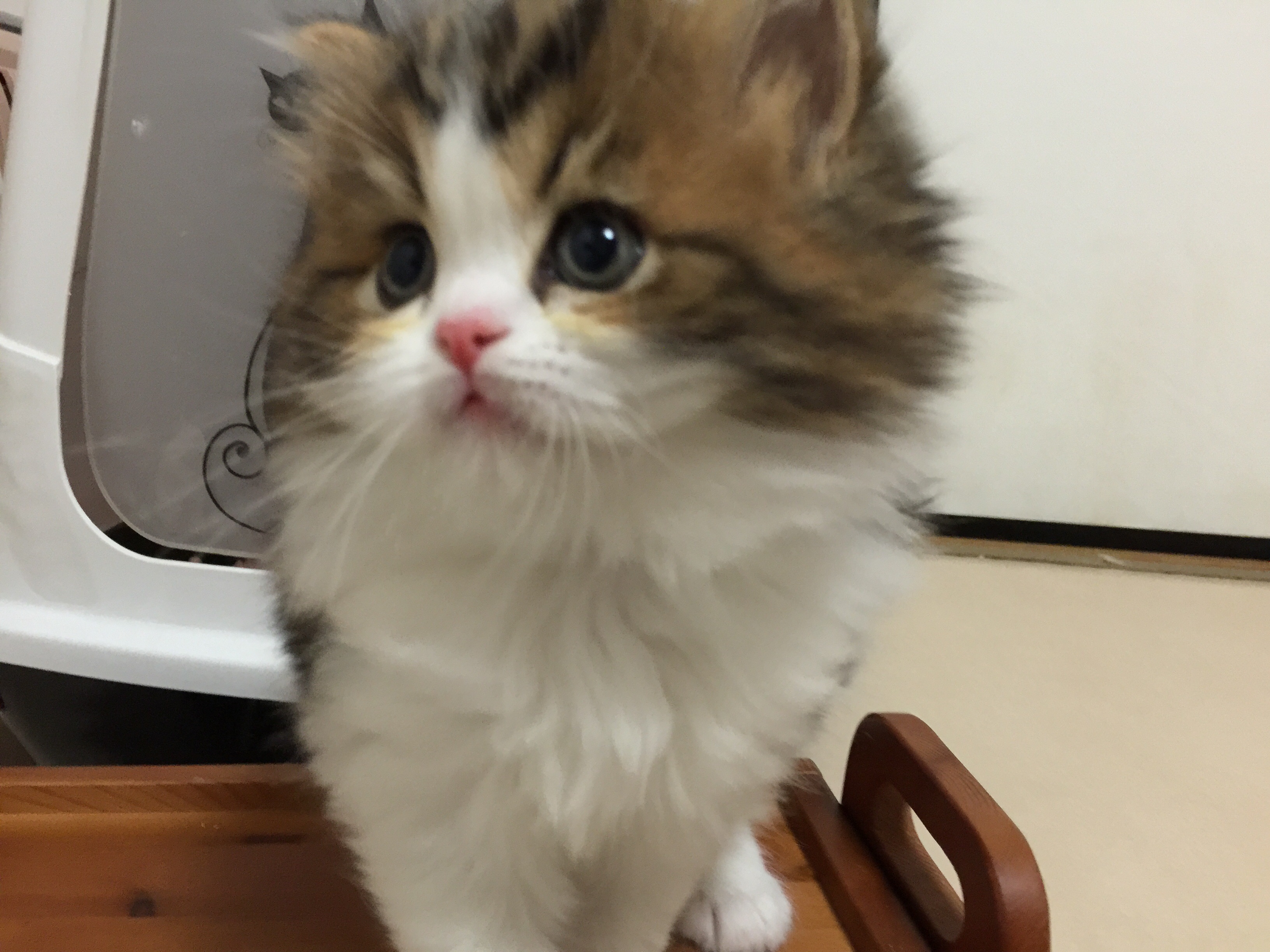 マンチカン 大阪府 男の子 16年3月12日 ブラウンパッチドタビー ホワイト 成猫になっても可愛いお顔 みんなの子猫ブリーダー 子猫 Id 1605 マンチカン 大阪府 男の子 16年3月12日 ブラウンパッチドタビー ホワイト 成猫になっても可愛いお顔 みんなの子猫ブリーダー 子猫 Id 1605