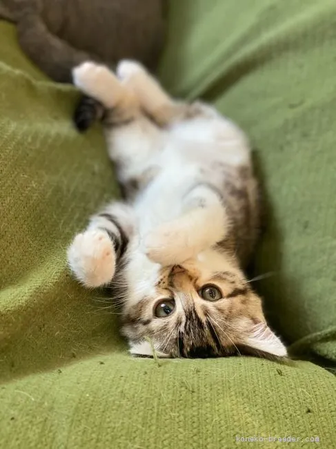 ID：2012-01861の子猫