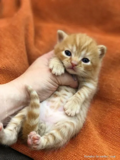 ID：1901-01456の子猫