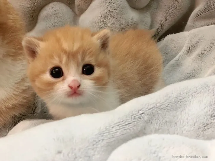 ID：1912-01652の子猫