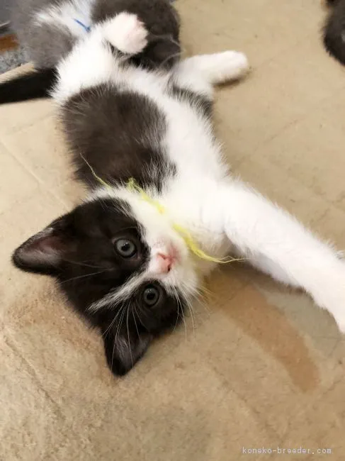 ID:1802-00691の子猫