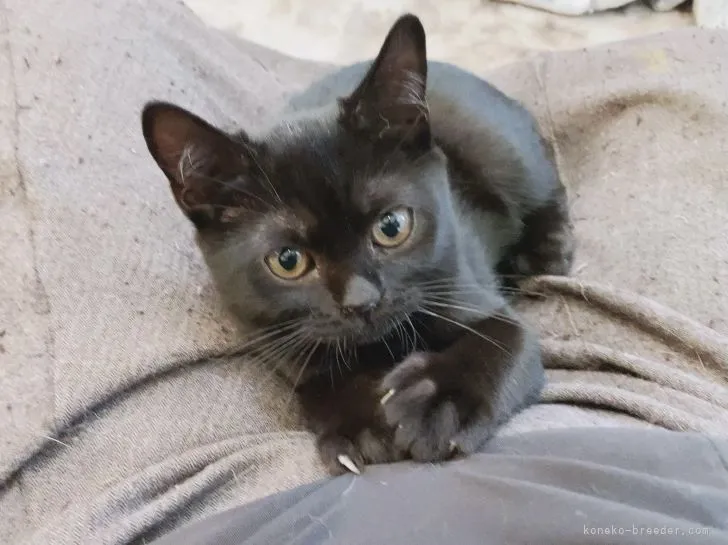 ID：2110-00940の子猫