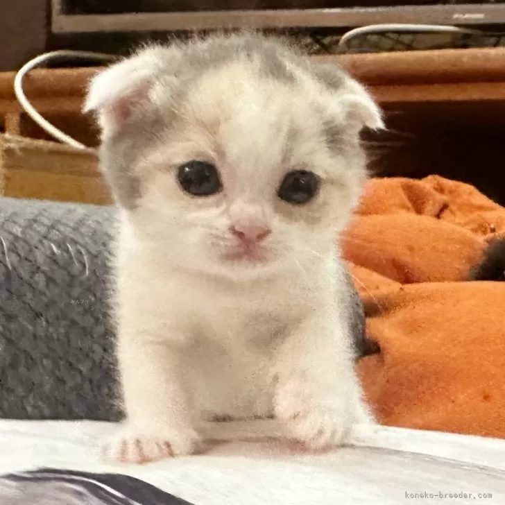 ID:2404-03345の子猫