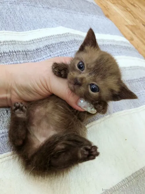 ID:1803-00370の子猫