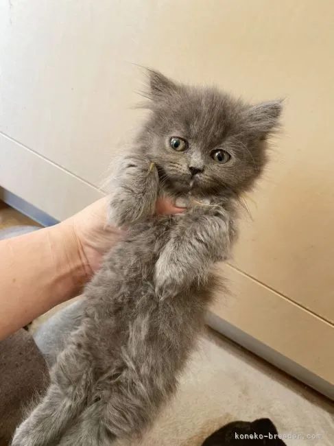ID:2201-01300の子猫