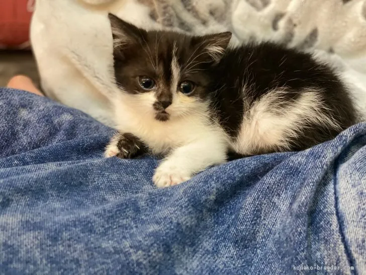 ID：2101-01045の子猫